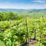 Wine Tour per l’estate in Friuli: Scatti in Vigna