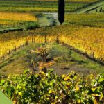 Friuli e Vino: una relazione vincente