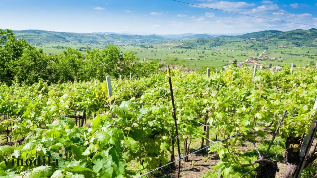 Quali sono i vini più costosi d'Italia? - Vinodila' blog, tutto sul vino in Italia
