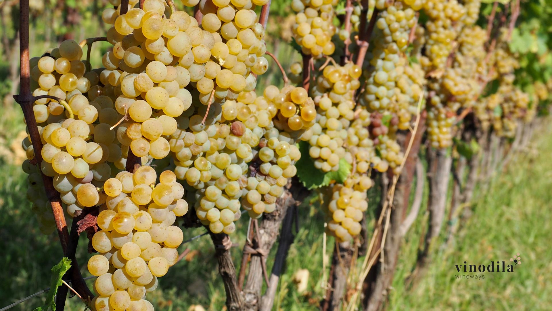 Rea Ribolla Ep Ribolla Gialla: alla scoperta del vino