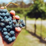 La storia del vino in Friuli Venezia Giulia: dalle radici antiche alle eccellenze enologiche moderne