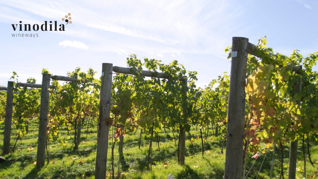 Pinot Grigio: uno dei vini bianchi più esportati dall'Italia!