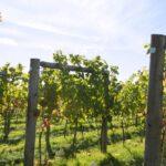 La Storia del Vino in Friuli Venezia Giulia: Un Patrimonio Enologico di Eccellenza