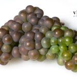 Vini del Friuli Venezia Giulia: il Pinot Grigio