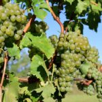 Verduzzo Friulano: la storia di questo eccellente vino