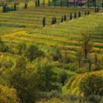 Il vino Refosco Colli Orientali del Friuli di Miani di Calvari di Buttrio
