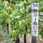 Pinot Grigio del Friuli: Un Viaggio nei Sapori del Nord-Est Italiano