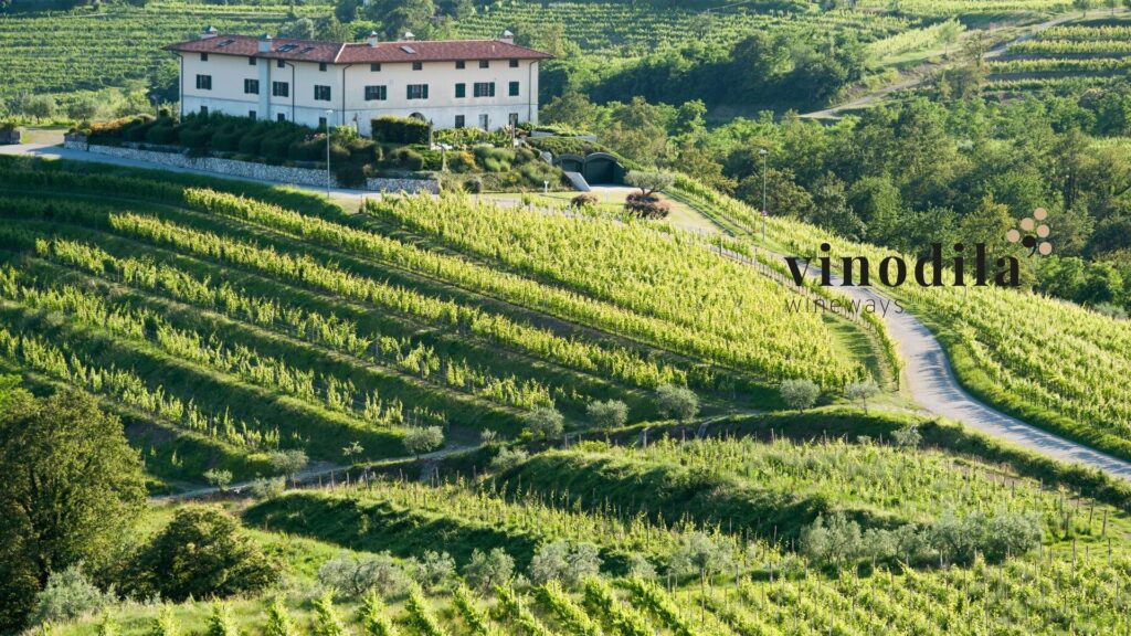 Sauvignon di Tiare del Friuli: Un Tesoro Vinicolo del Nord-Est Italiano
