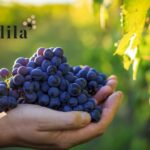 Vendemmia 2024: Sfide e opportunità per un’annata di qualità