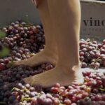 Tradizioni Friulane: Vendemmia Didattica e Pannocchiata a Vivaro