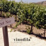 Pinot Nero del Friuli: un’eleganza che sfida i confini