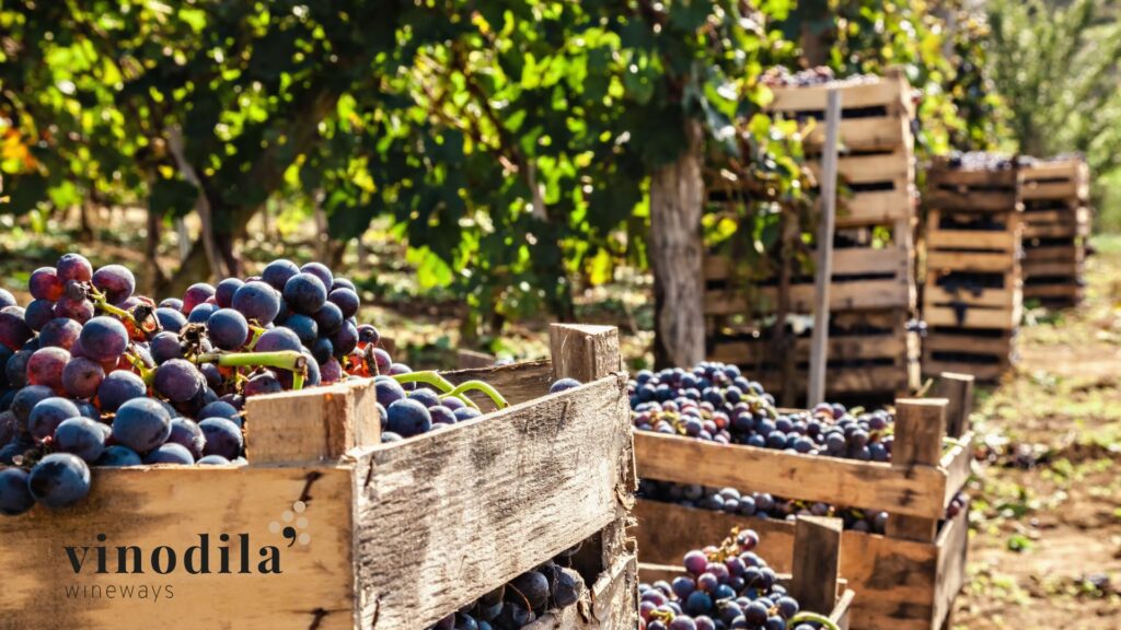 Vendemmia Didattica in Friuli: Una Lezione di Tradizione e Sostenibilità